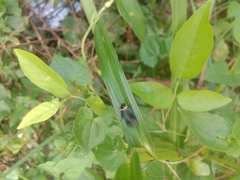 Hemithyrsocera palliata