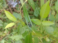 Hemithyrsocera palliata