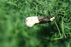 Trichophaga tapetzella