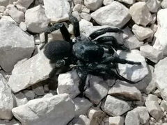 Amblyocarenum walckenaeri