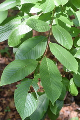 Rhamnus fallax