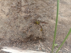 Phimenes flavopictus flavopictus