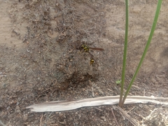 Phimenes flavopictus flavopictus