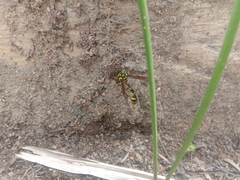 Phimenes flavopictus flavopictus