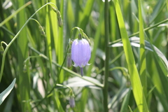 Adenophora stenanthina