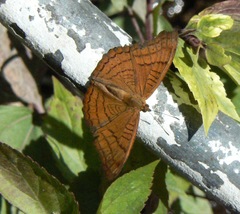 Pseudergolis wedah