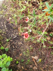 Potentilla thurberi