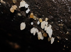 Physalacria australiensis