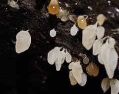 Physalacria australiensis