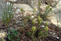 Castilleja viscidula