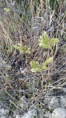 Petrosedum sediforme