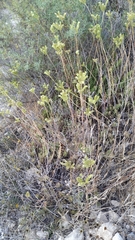 Petrosedum sediforme