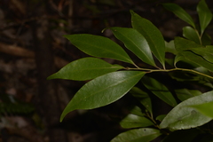 Cryptocarya meisneriana