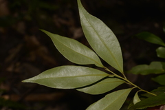 Cryptocarya meisneriana