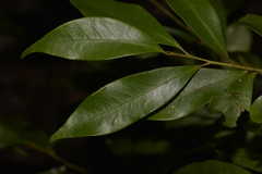 Cryptocarya meisneriana