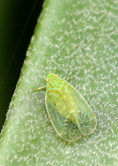 Kallitaxila granulata