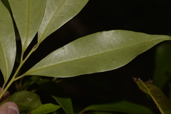 Cryptocarya meisneriana