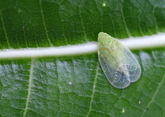 Kallitaxila granulata