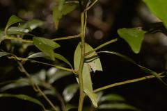 Cryptocarya meisneriana