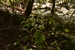 Cryptocarya meisneriana