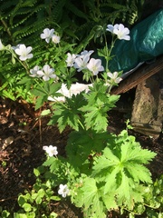 Geranium