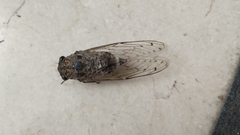 Cicada barbara