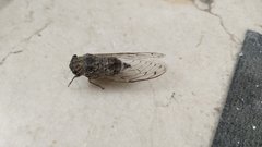 Cicada barbara
