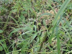 Saussurea odontolepis