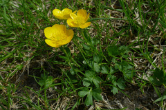 Ranunculus montanus