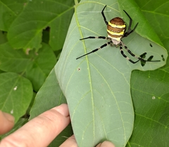 Argiope amoena