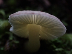 Russula roseopileata