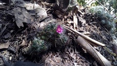 Mammillaria erythrosperma