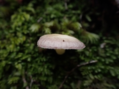 Russula roseopileata
