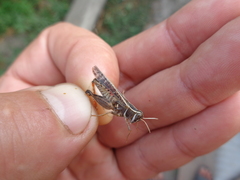 Calliptamus barbarus barbarus