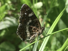 Araschnia levana