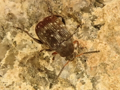 Bruchus affinis