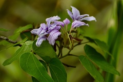 Bauhinia bartlettii
