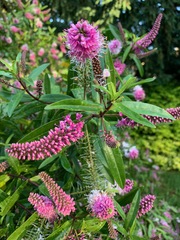 Veronica × andersonii