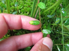 Exobasidium rostrupii