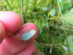 Exobasidium rostrupii