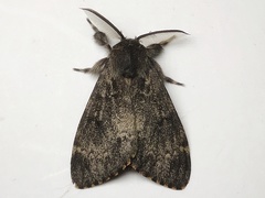 Lymantria semicincta