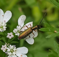 Chrysanthia geniculata