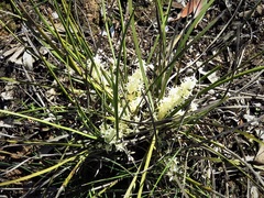 Lomandra effusa