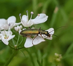Chrysanthia geniculata