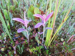 Exobasidium karstenii