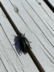 Chalcophora detrita
