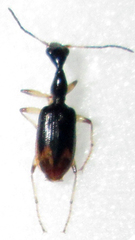 Eucolliuris