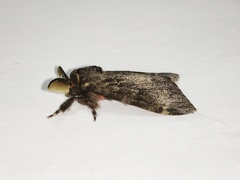 Lymantria semicincta