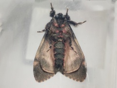 Lymantria semicincta