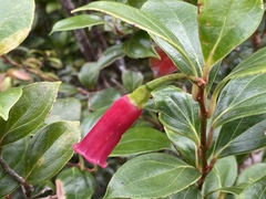 Paphia meiniana